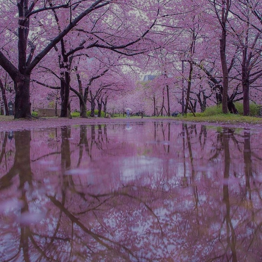 علی یگانه هیشکی نمیدونه چه داغونه به من بی اون تو این خونه هیشکی نمیدونه